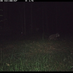 Phascolarctos cinereus at Tullymorgan, NSW - 7 Dec 2024 by Tullymorgan1