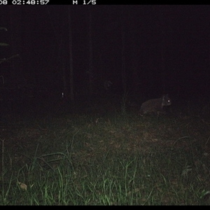 Phascolarctos cinereus at Tullymorgan, NSW - suppressed