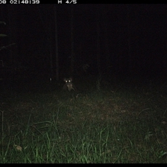 Phascolarctos cinereus at Tullymorgan, NSW - suppressed