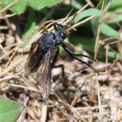 Unidentified True fly (Diptera) at Hughes, ACT - 19 Dec 2024 by LisaH