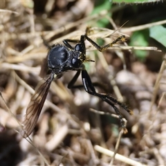 Apothechyla sp. (genus) at Hughes, ACT - 19 Dec 2024