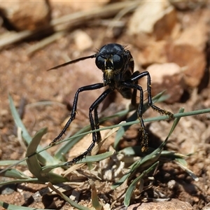 Apothechyla sp. (genus) at Hughes, ACT - 19 Dec 2024