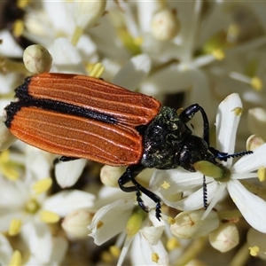 Castiarina nasuta (A jewel beetle) at Hughes, ACT by LisaH