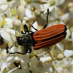 Castiarina nasuta at Hughes, ACT - 20 Dec 2024 12:41 PM