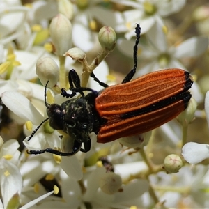 Castiarina nasuta at Hughes, ACT - 20 Dec 2024 12:41 PM