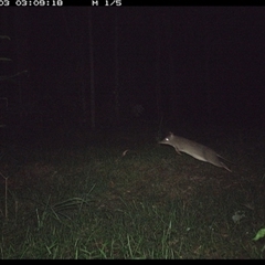 Perameles nasuta at Tullymorgan, NSW - 2 Dec 2024 by Tullymorgan1