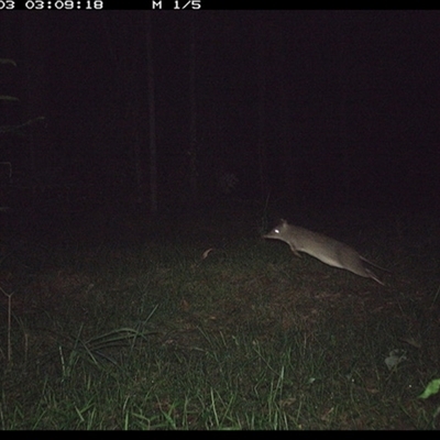 Perameles nasuta at Tullymorgan, NSW - 2 Dec 2024 by Tullymorgan1