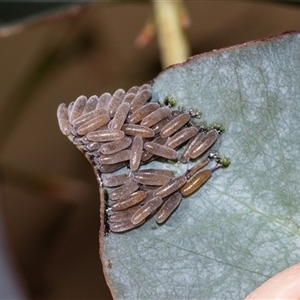 Paropsini sp. (tribe) (Unidentified paropsine leaf beetle) at Smithton, TAS by AlisonMilton