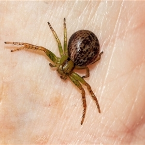 Thomisidae (family) (Unidentified Crab spider or Flower spider) at Smithton, TAS by AlisonMilton