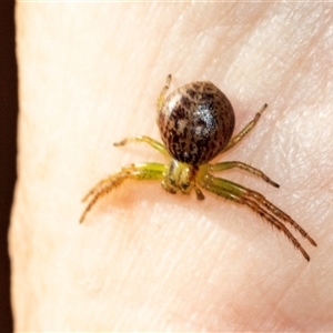 Thomisidae (family) at Smithton, TAS - 10 Feb 2024 04:32 PM