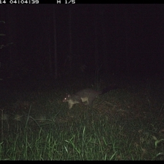 Trichosurus vulpecula at Tullymorgan, NSW - 14 Dec 2024 by Tullymorgan1