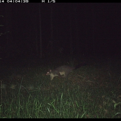 Trichosurus vulpecula at Tullymorgan, NSW - 13 Dec 2024 by Tullymorgan1