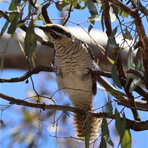 Eudynamys orientalis (Pacific Koel) at Deakin, ACT by LisaH