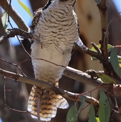 Eudynamys orientalis at Deakin, ACT - 20 Dec 2024