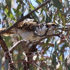 Eudynamys orientalis at Deakin, ACT - 20 Dec 2024 12:51 PM