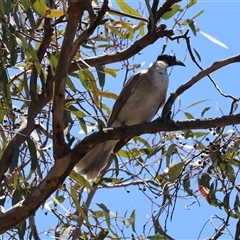 Eudynamys orientalis at Deakin, ACT - 20 Dec 2024