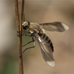 Unidentified Bee fly (Bombyliidae) at Hughes, ACT - 26 Dec 2024 by LisaH