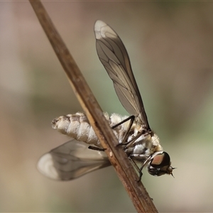 Comptosia sp. (genus) at Hughes, ACT - 26 Dec 2024