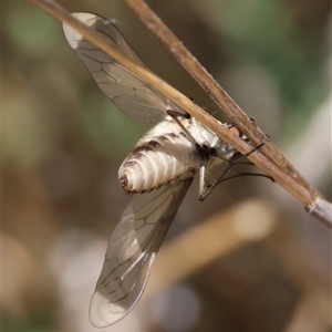 Comptosia sp. (genus) at Hughes, ACT - 26 Dec 2024