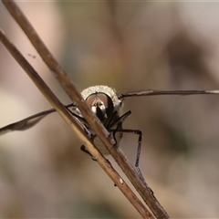 Comptosia sp. (genus) at Hughes, ACT - 26 Dec 2024