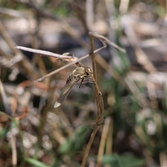 Comptosia sp. (genus) at Hughes, ACT - 26 Dec 2024