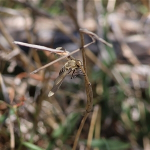 Comptosia sp. (genus) at Hughes, ACT - 26 Dec 2024