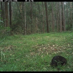 Tachyglossus aculeatus at Tullymorgan, NSW - 29 Nov 2024 by Tullymorgan1