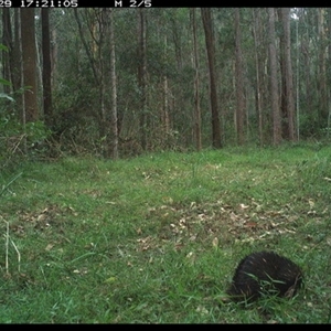 Tachyglossus aculeatus at Tullymorgan, NSW - 29 Nov 2024 05:21 PM