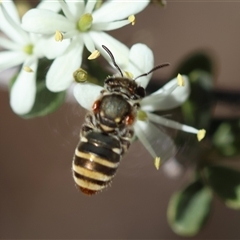 Lipotriches (Austronomia) phanerura (Halictid Bee) at Deakin, ACT - 26 Dec 2024 by LisaH