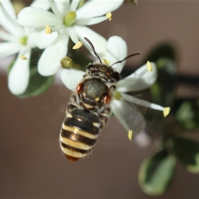 Unidentified Bee (Hymenoptera, Apiformes) at Deakin, ACT - 26 Dec 2024 by LisaH