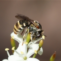 Lipotriches (Austronomia) phanerura at Deakin, ACT - 26 Dec 2024 11:43 AM