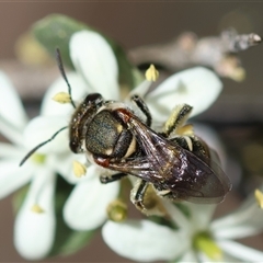 Lipotriches (Austronomia) phanerura at Deakin, ACT - 26 Dec 2024 11:43 AM