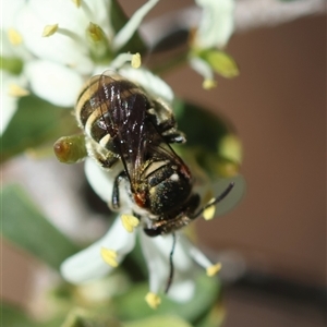 Lipotriches (Austronomia) phanerura at Deakin, ACT - 26 Dec 2024 11:43 AM