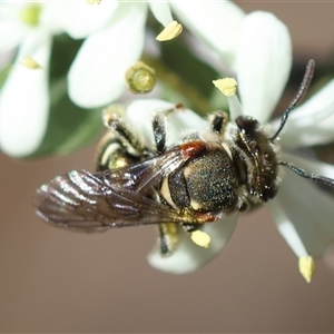 Lipotriches (Austronomia) phanerura at Deakin, ACT - 26 Dec 2024 11:43 AM