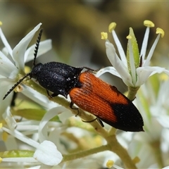 Anilicus xanthomus (A click beetle) at Deakin, ACT - 26 Dec 2024 by LisaH