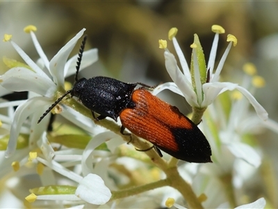 Anilicus xanthomus (A click beetle) at Deakin, ACT - 26 Dec 2024 by LisaH