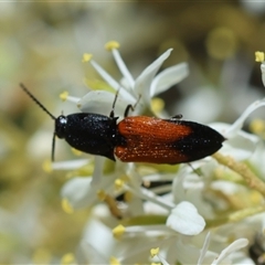 Anilicus xanthomus at Deakin, ACT - 26 Dec 2024