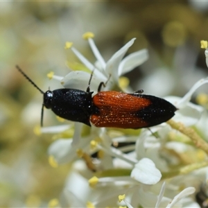 Anilicus xanthomus at Deakin, ACT - 26 Dec 2024