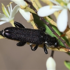 Unidentified Checkered Beetles (Cleridae) at Deakin, ACT - 26 Dec 2024 by LisaH