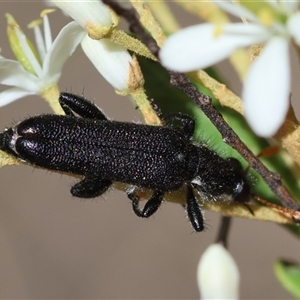 Eleale intricata (A checkered beetle) at Deakin, ACT by LisaH