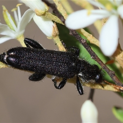 Eleale intricata (A checkered beetle) at Deakin, ACT - 26 Dec 2024 by LisaH