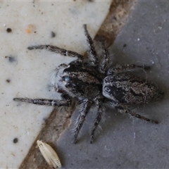 Cytaea aspera (Grey Striped Bark Jumper) at Hughes, ACT - 25 Dec 2024 by LisaH