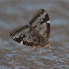 Scolypopa australis (Passionvine hopper, Fluffy bum) at Hughes, ACT - 24 Dec 2024 by LisaH