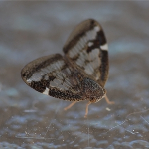 Scolypopa australis at Hughes, ACT - 24 Dec 2024