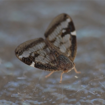 Scolypopa australis (Passionvine hopper, Fluffy bum) at Hughes, ACT - 24 Dec 2024 by LisaH