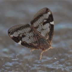 Scolypopa australis at Hughes, ACT - 24 Dec 2024