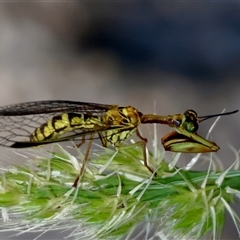 Spaminta minjerribae (Mantisfly) at Red Hill, ACT - 24 Dec 2024 by LisaH