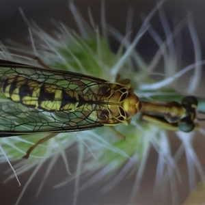 Spaminta minjerribae at Red Hill, ACT - 24 Dec 2024 08:05 AM