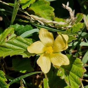 Unidentified Other Wildflower or Herb at Scarborough, QLD by trevorpreston