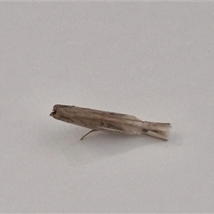 Lepidoptera unclassified ADULT moth at Narangba, QLD - 26 Dec 2024 12:18 PM